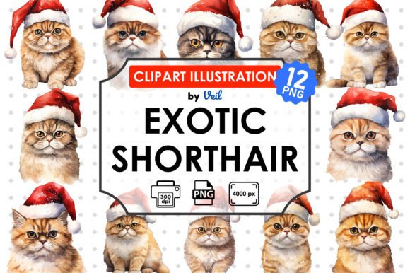 Christmas Exotic Shorthair Clipart for Brand Illustrations